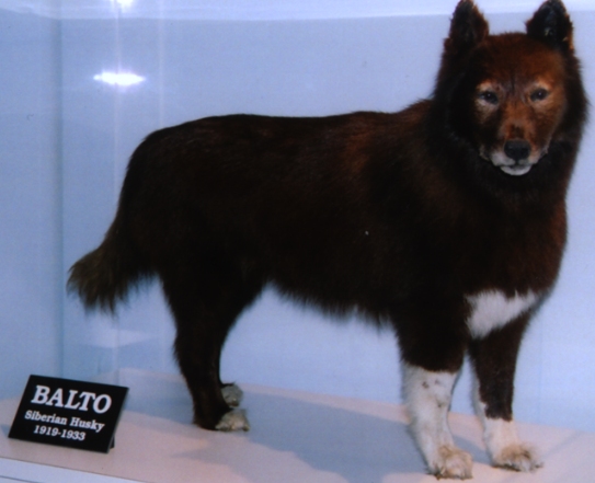 Balto in museum